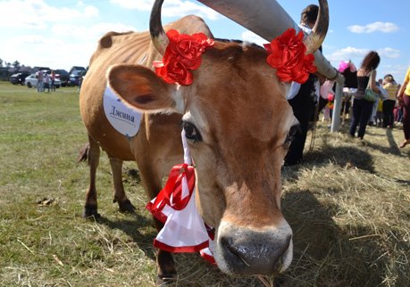 О фестивале молока в Рязани и красавицах среди коров