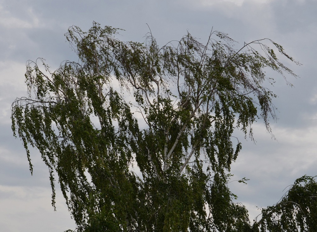 В Рязанской области усилится ветер