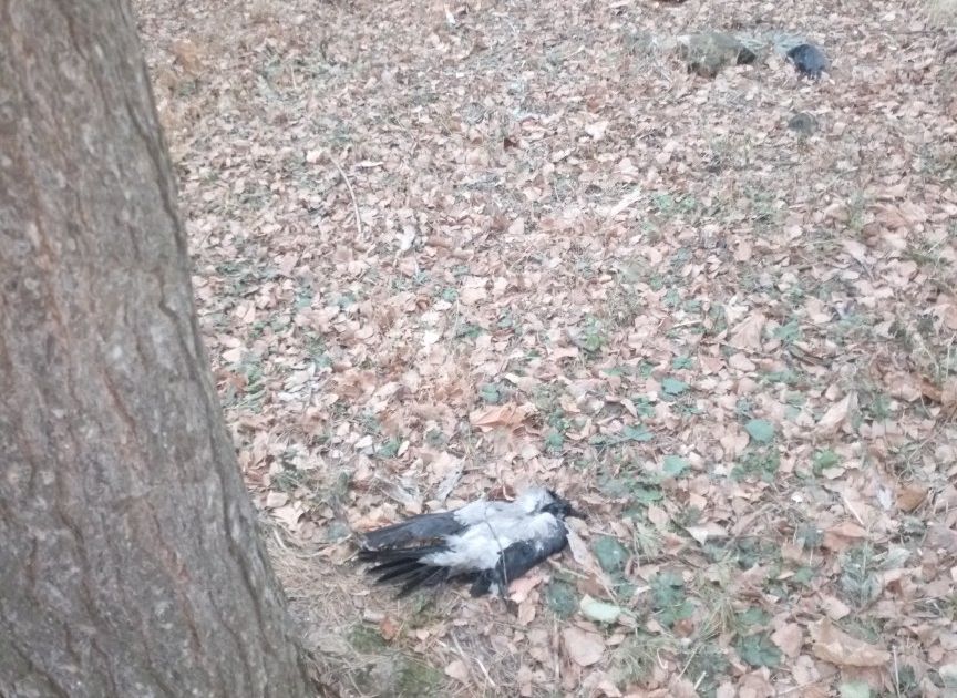 Мертвых птиц заметили на улице Березовой