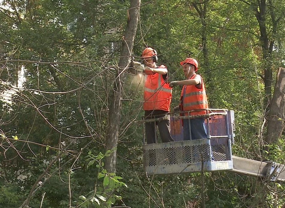 В Рязани спилили 300 аварийных деревьев