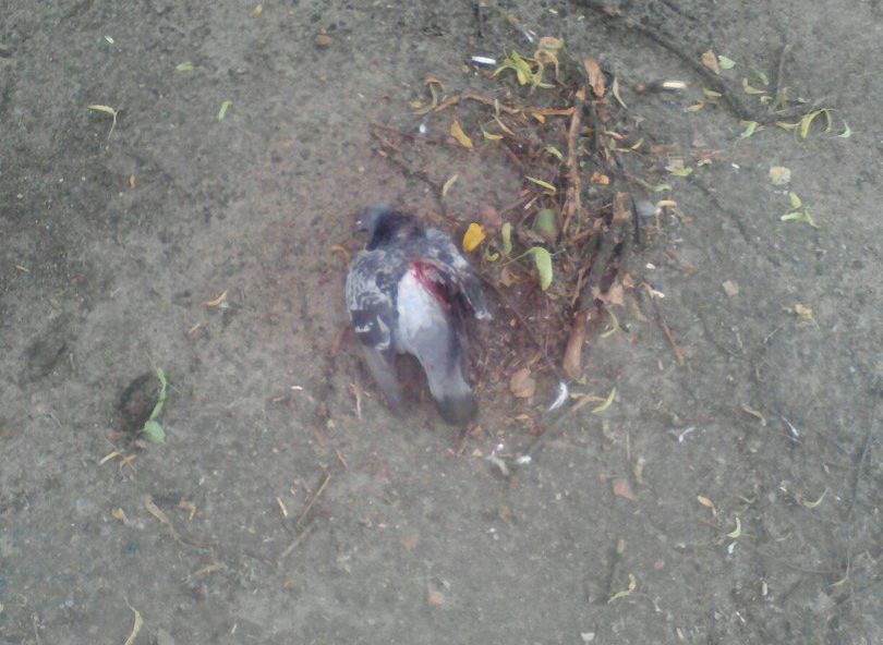 Соцсети: в центре Рязани массово гибнут голуби
