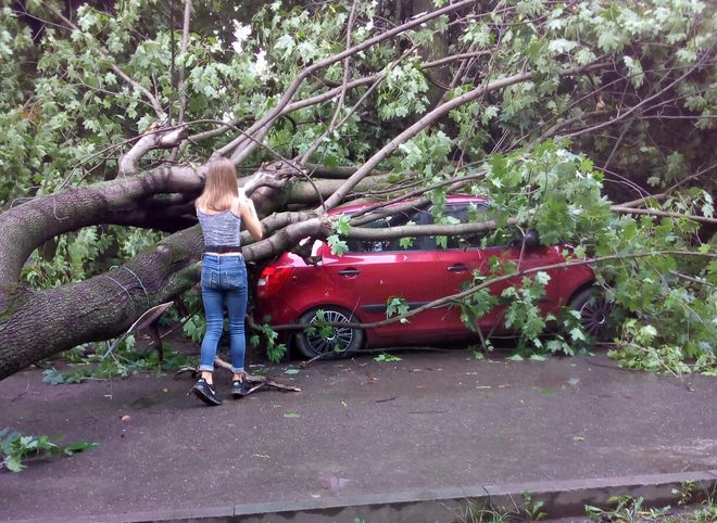 В Приокском дерево упало на автомобиль