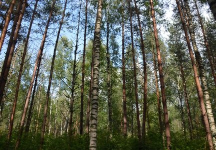 В Рязани оштрафовали замминистра лесного хозяйства