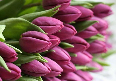 Праздничные тюльпаны могут быть опасны для здоровья