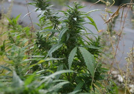 Житель Пронского района хранил дома более 1 кг марихуаны