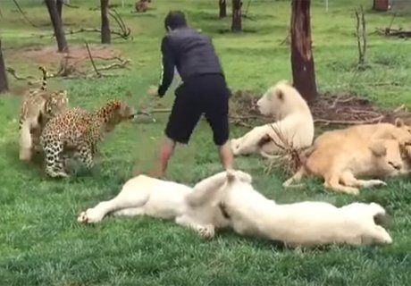 Тигр защитил человека от ягуара (видео)
