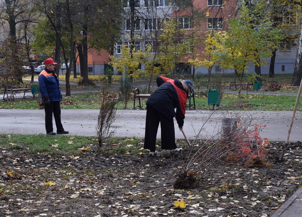 В сквере на улице Павлова высадили декоративные кустарники