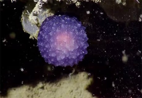Неизвестную форму жизни нашли в океане (видео)