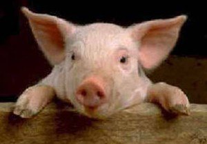 Ковалев: случаев чумы свиней в регионе не зафиксировано