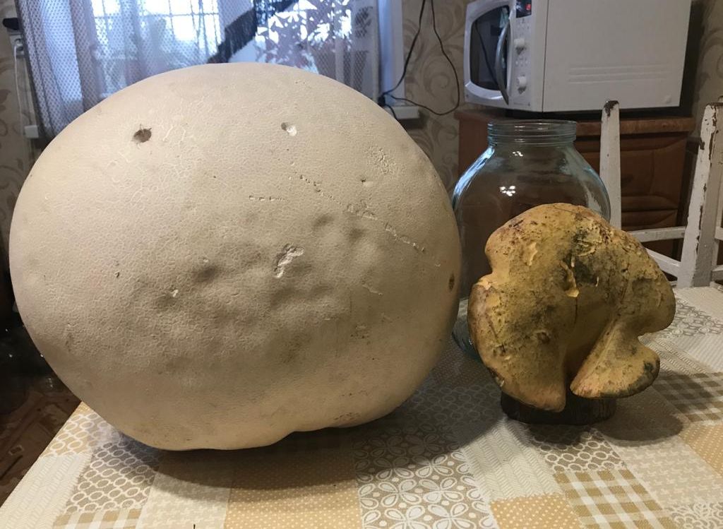 В Михайловском районе обнаружили гриб-гигант