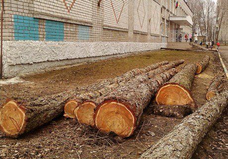 Возле школы № 55 в Рязани спилили здоровые лиственницы