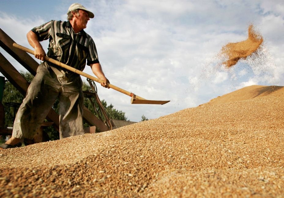 Сбор зерна в России достигнет пятилетнего максимума