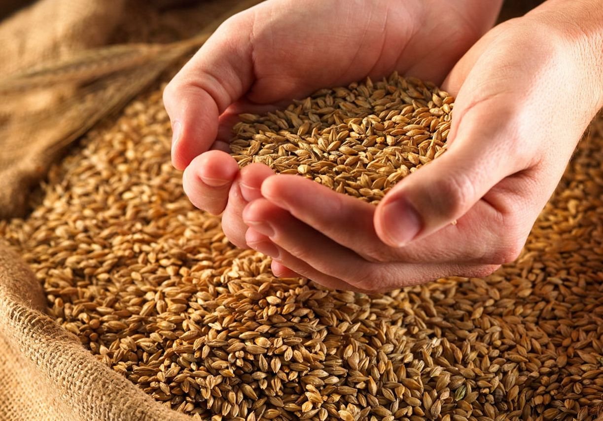 В Рязанской области на 16% выросли запасы зерна
