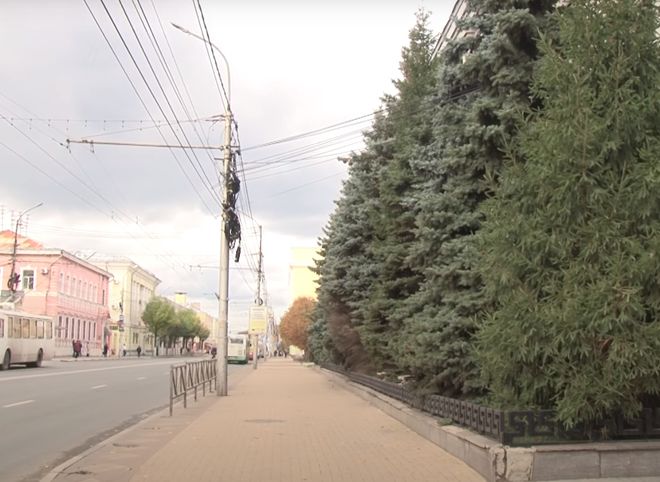 Рязанские активисты обратились к мэрии с просьбой сохранить ели на улице Ленина