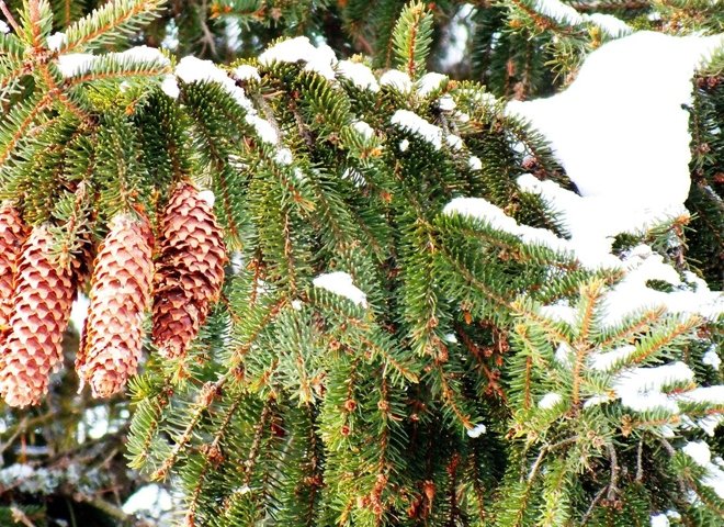 В Рязанской области ожидаются мокрый снег и дождь