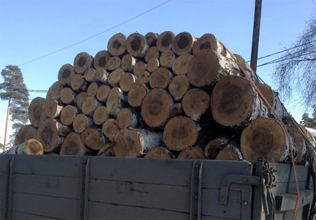 Томский директор погорел на экспорте леса в Туркмению