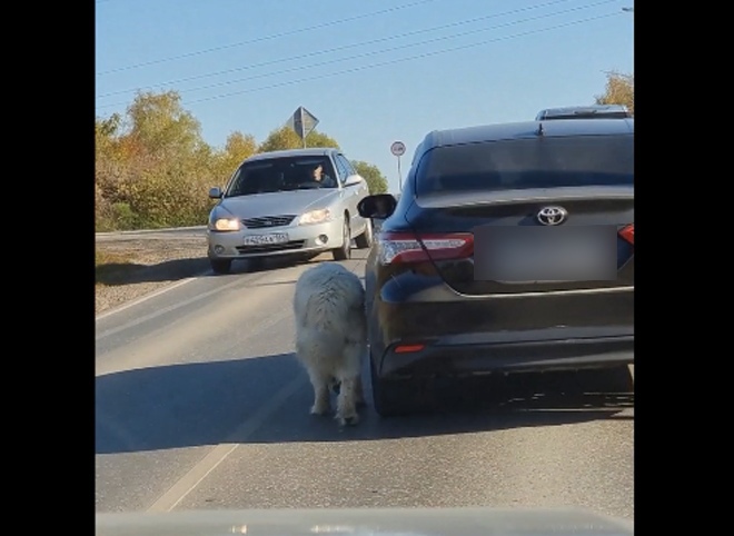 В Рязанской области женщина выгуливала собаку на трассе, не выходя из машины