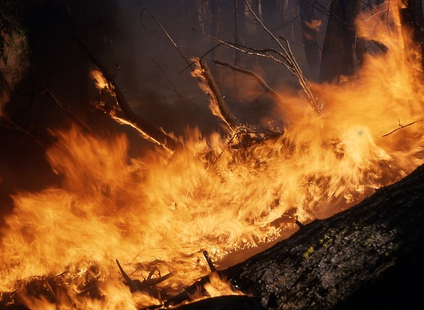 Лесной пожар в Клепиковском районе ликвидировали