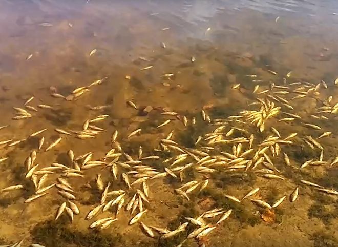 В рязанском озере массово погибла рыба