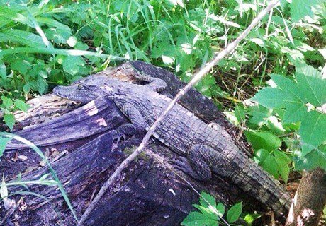 На реке Павловке рязанцем обнаружен крокодил (видео)