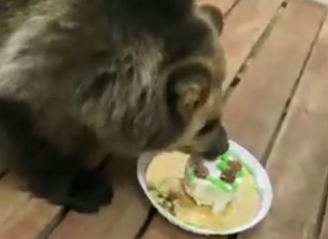 Видео: Рязанский цирк отпраздновал день рождения медвежонка Умы