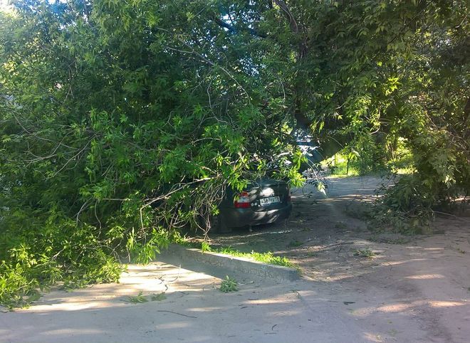 В Рязани дерево упало на автомобиль