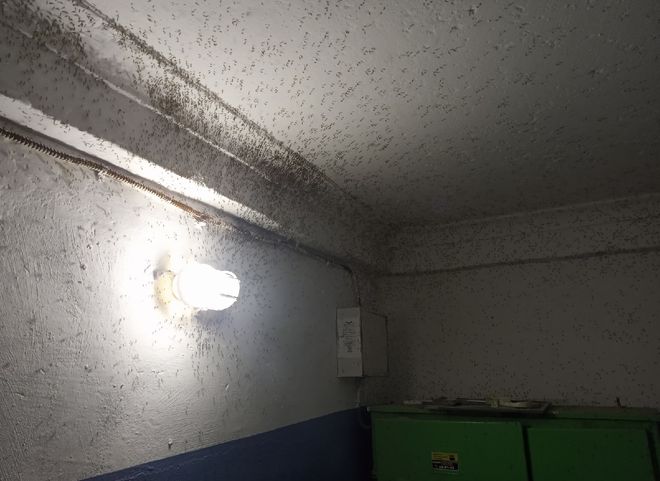 Жильцы рязанской четырехэтажки сообщили о нашествии комаров
