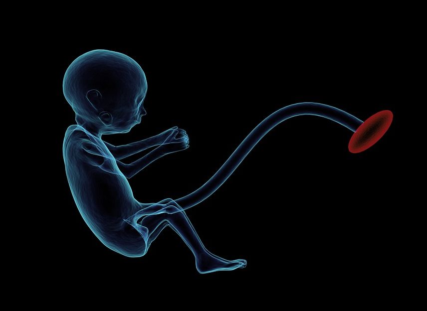 РПЦ предложила дать эмбриону права личности