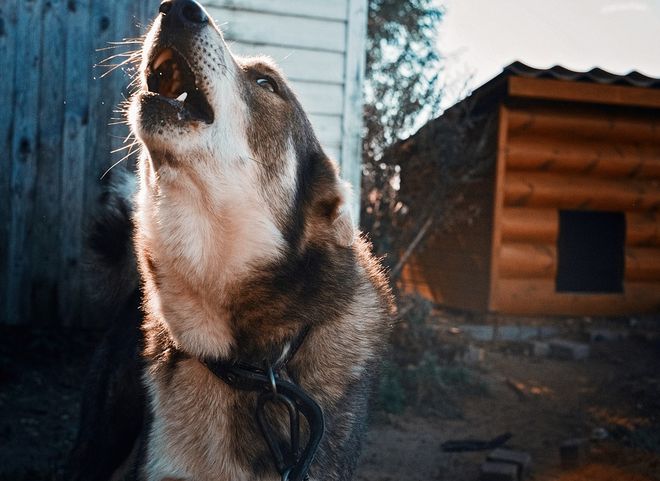 В России предложили наказывать хозяев за нападение собак на людей