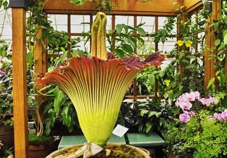 В Бельгии расцвел самый большой цветок планеты