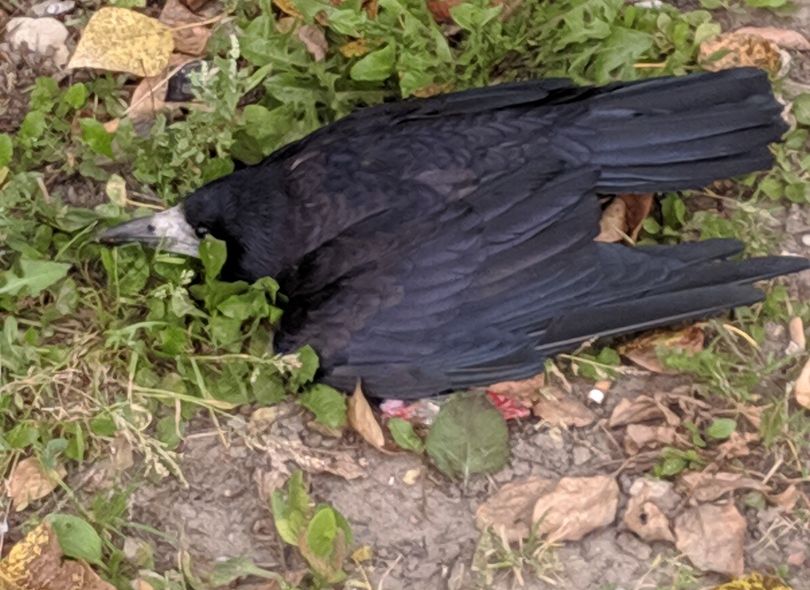 Погибших на улице Островского птиц исследовал специалист
