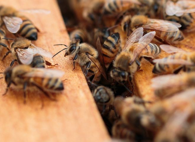 Рязанский пчеловод отсудил почти полтора миллиона за гибель пчел
