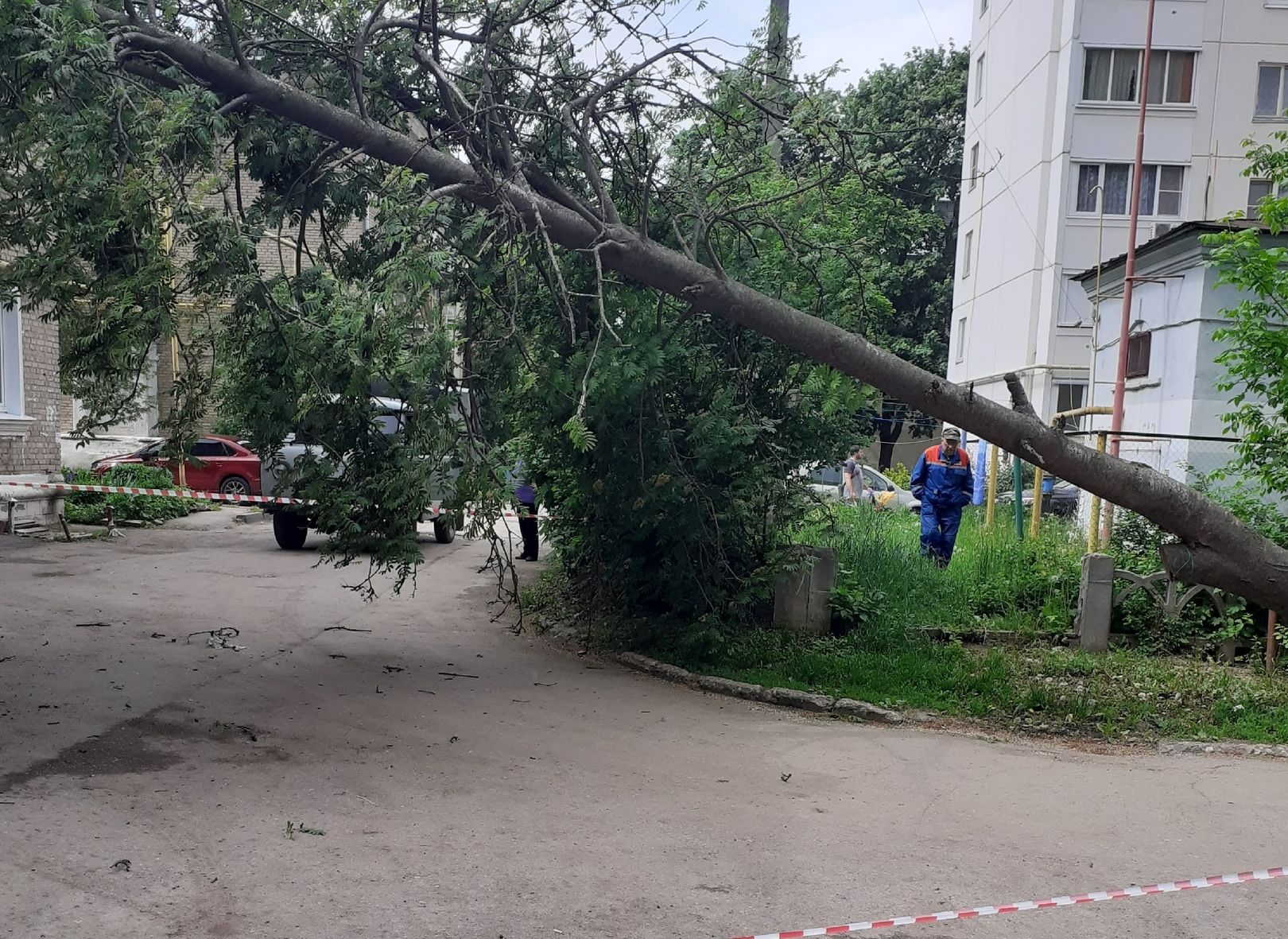 В Приокском упавшее дерево повисло на проводах
