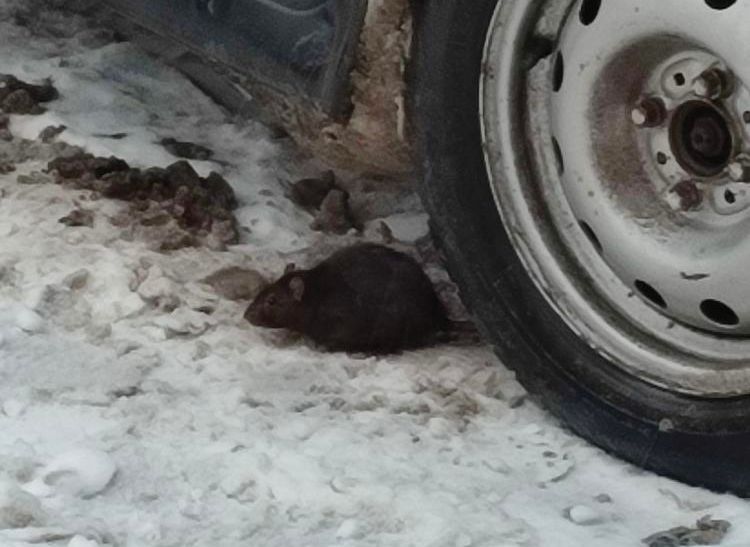Рязанцы сообщили о крысе, выбежавшей из магазина суши в Дашково-Песочне