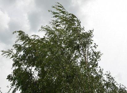 Рязанское МЧС предупредило о сильном ветре