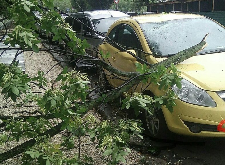 В центре Рязани упавшая ветка повредила автомобиль