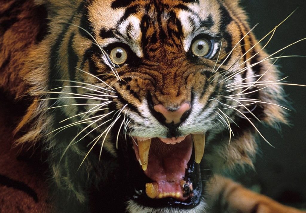В рязанском цирке-шапито тигр прорвался сквозь ограждения