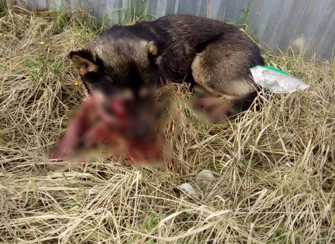 Рыбновские полицейские нашли живодера, зверски убившего щенка