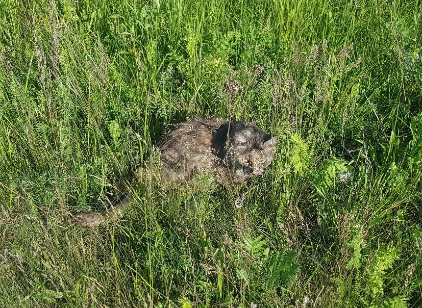В Касимове на берегу Оки нашли кошку в полиэтиленовом мешке