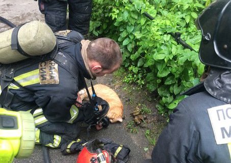 Пожарные спасли кошку с помощью кислородной маски