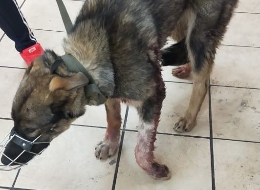 В Рязанском районе догхантеры расстреляли бездомных собак