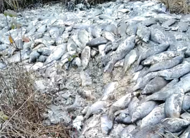 На берегу рязанского пруда обнаружили «тонны» мертвой рыбы