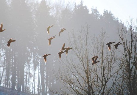 В Рязанской области ночью и утром ожидается туман