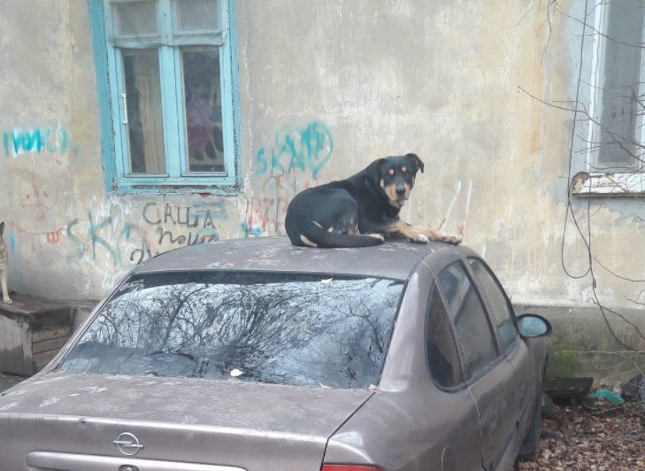 В Рязани сфотографировали «собаку, которая думает, что она кошка»