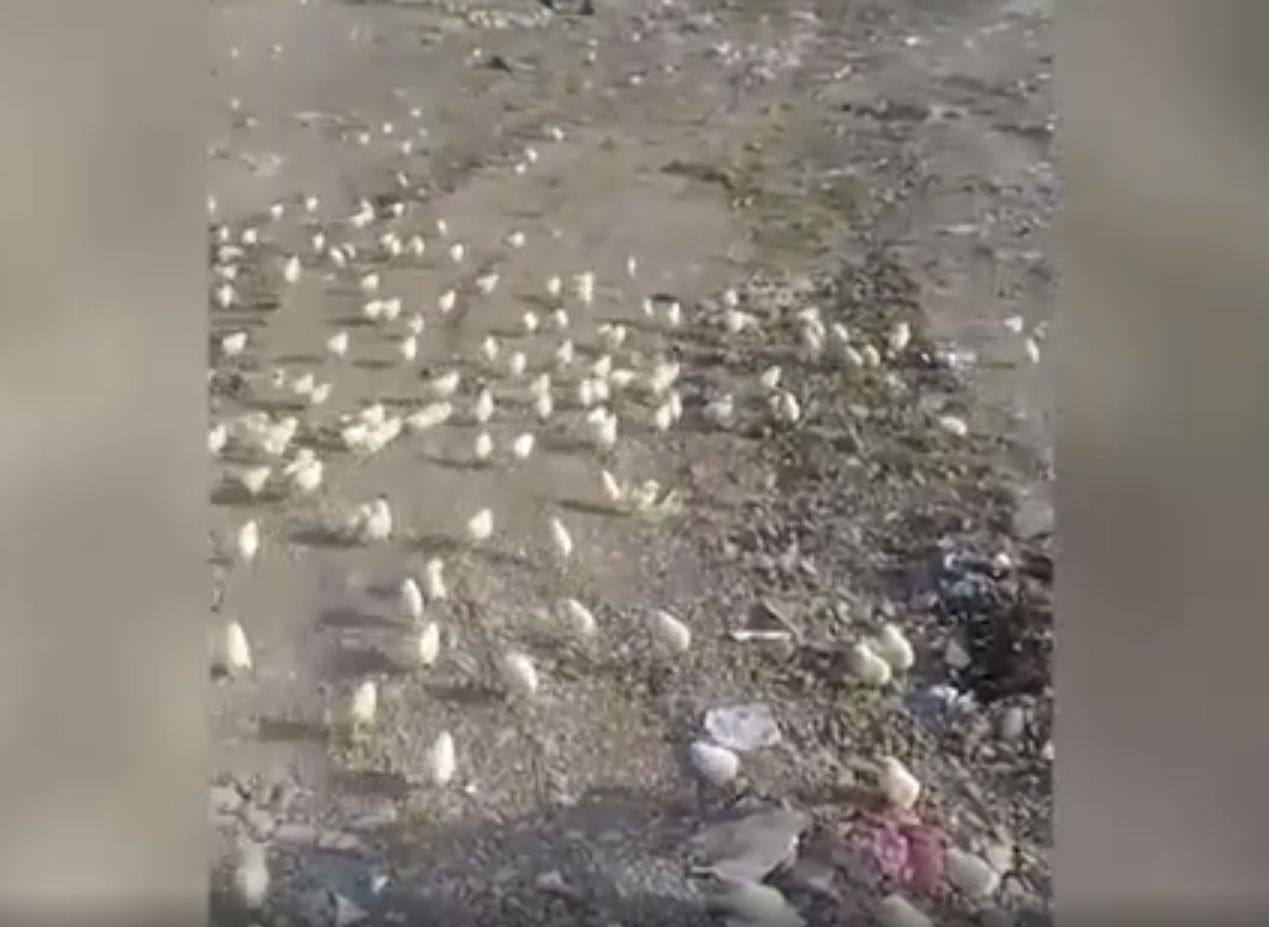 В Грузии из «испорченных» яиц вылупились тысячи цыплят (видео)