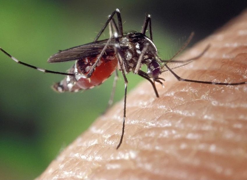 Ученые объяснили снижение численности комаров в Рязанской области