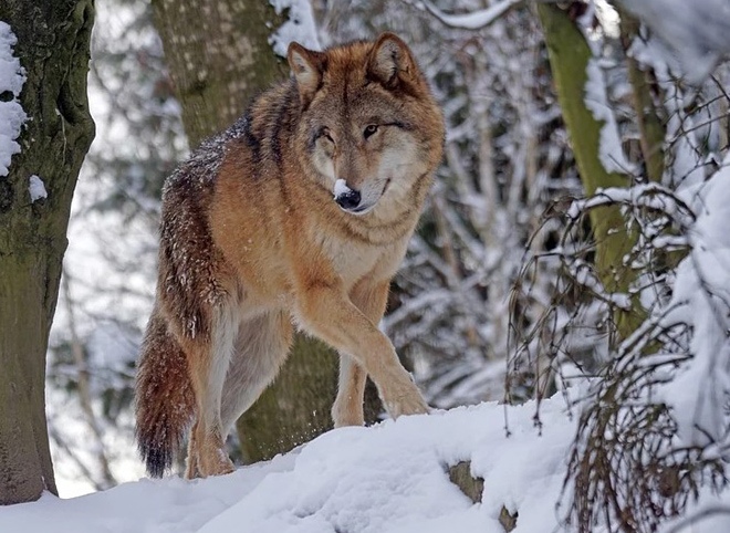 В Рязанской области объявлена охота на волков
