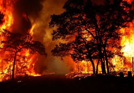 За сутки площадь лесных пожаров РФ увеличилась на 40%