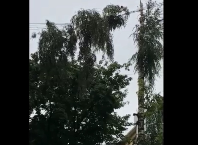 Видео: в рязанском дворе дерево висит на проводах