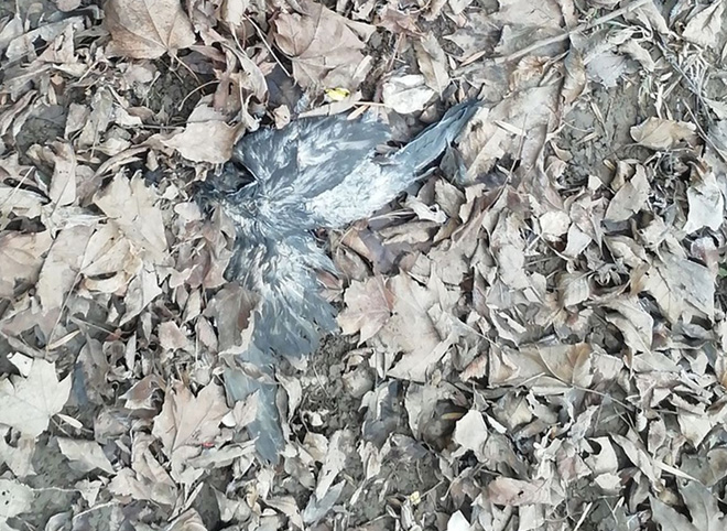 Власти засекретили результаты вскрытия погибших в Рязани птиц